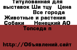 Титулованная для выставок Ши-тцу › Цена ­ 100 000 - Все города Животные и растения » Собаки   . Ненецкий АО,Топседа п.